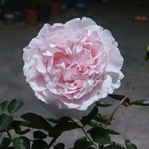 FAlryde Parfum Rose丨Your roses