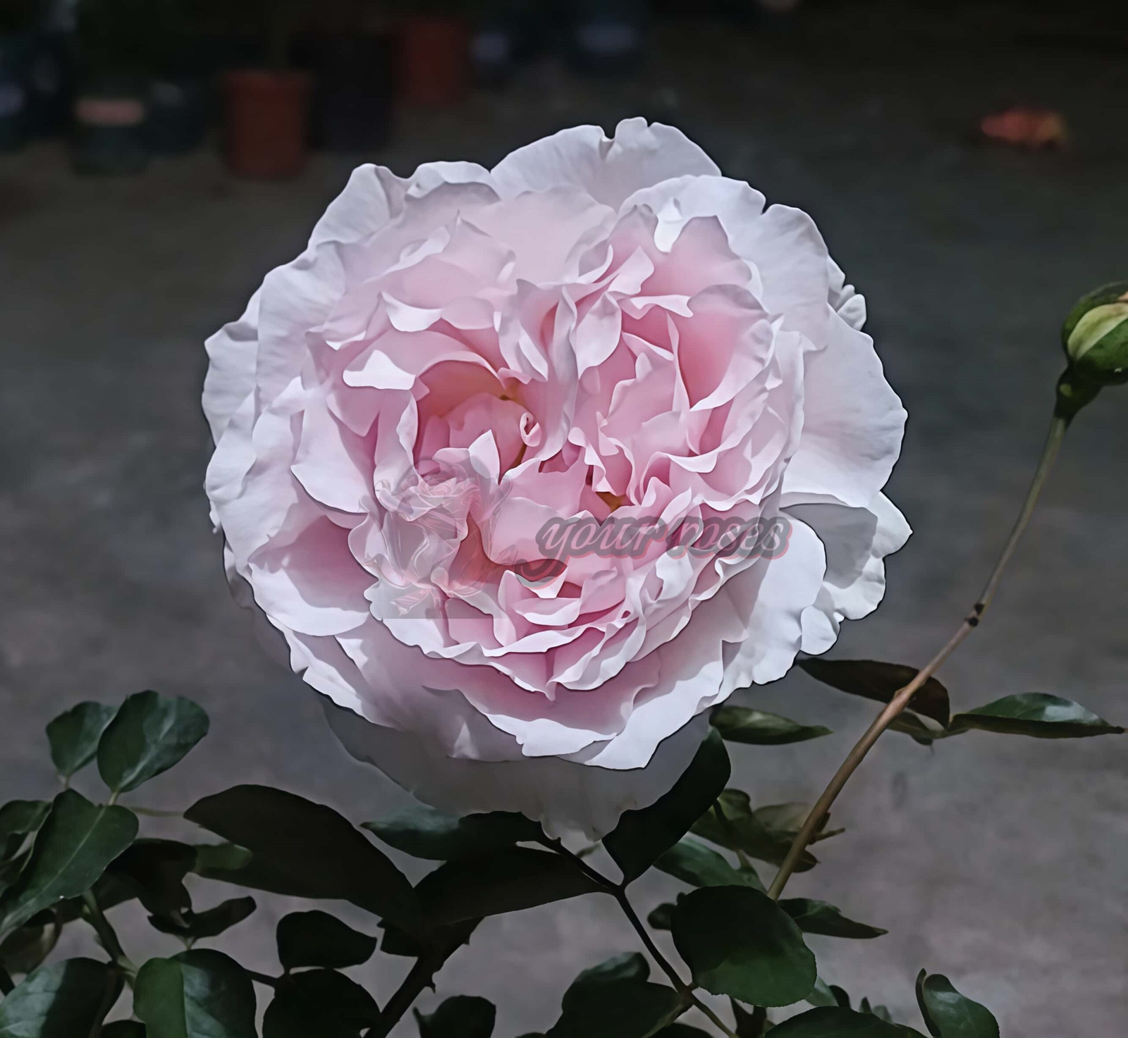 FAlryde Parfum Rose丨Your roses