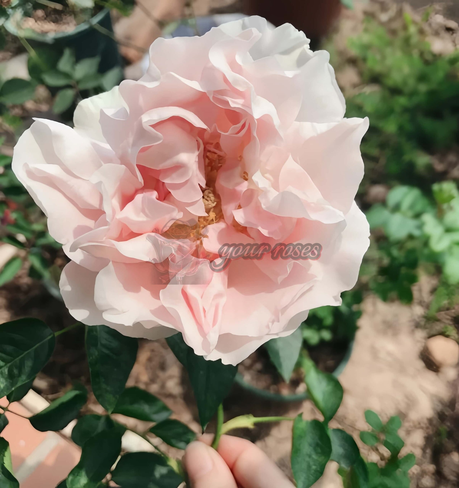 FAlryde Parfum Rose plant丨Your roses