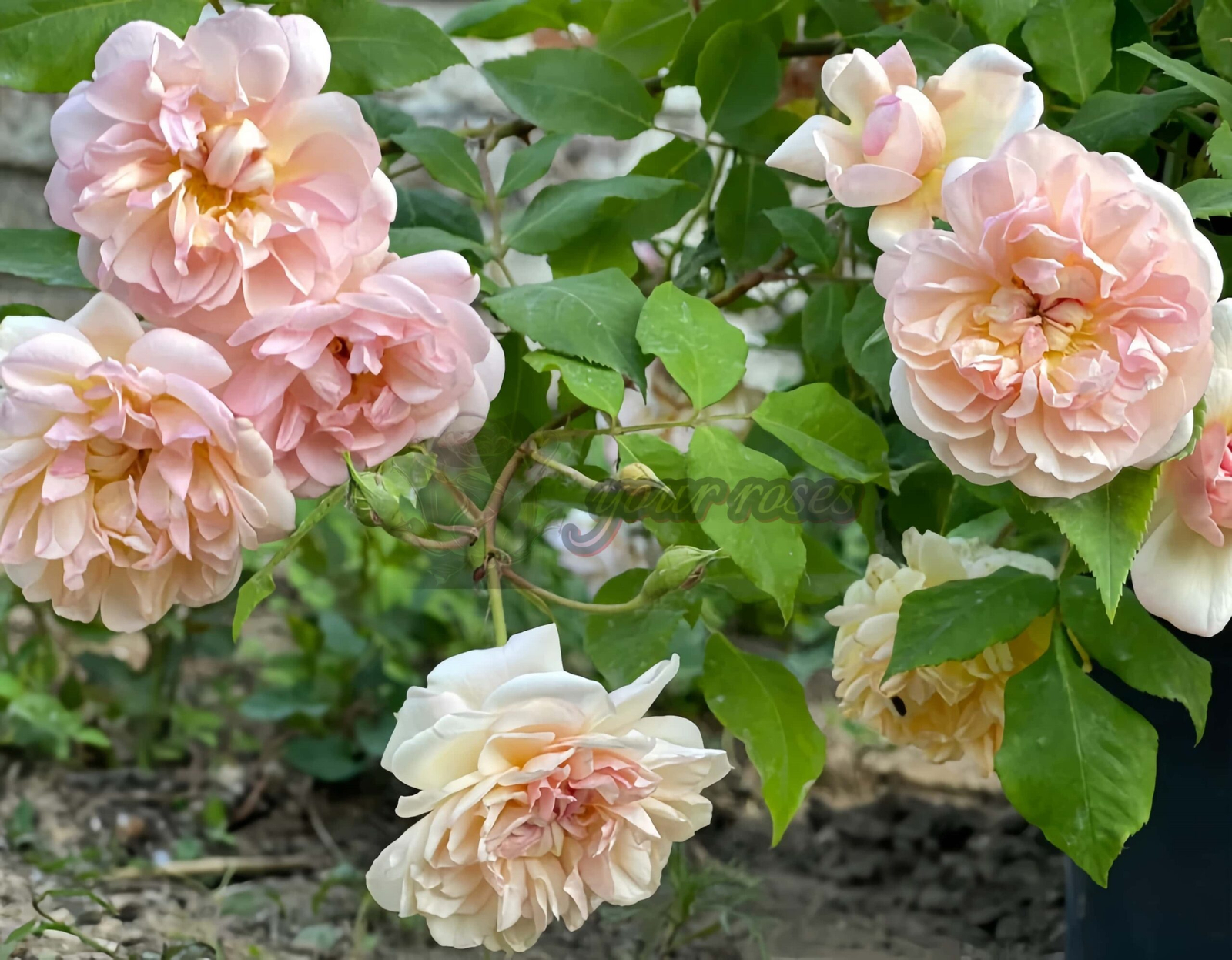 Jaune Desprez Rose丨Your roses