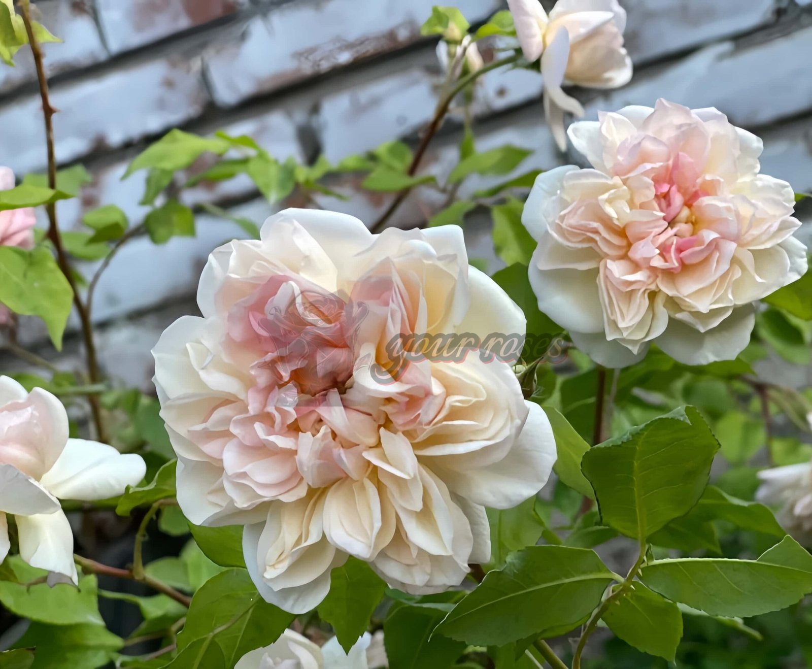 Jaune Desprez Rose for sale丨Your roses