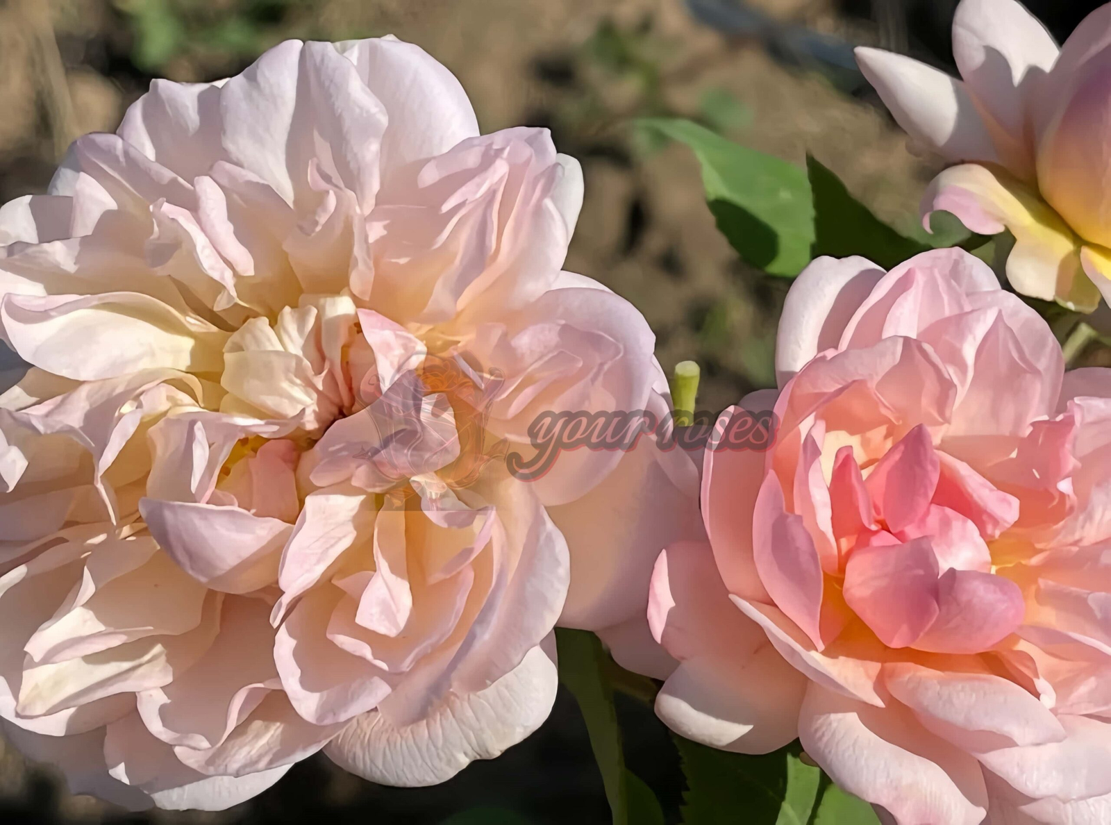 Jaune Desprez Rose丨Your roses