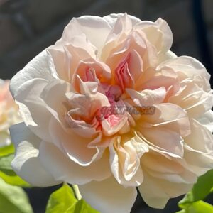 Jaune Desprez Rose plant丨Your roses