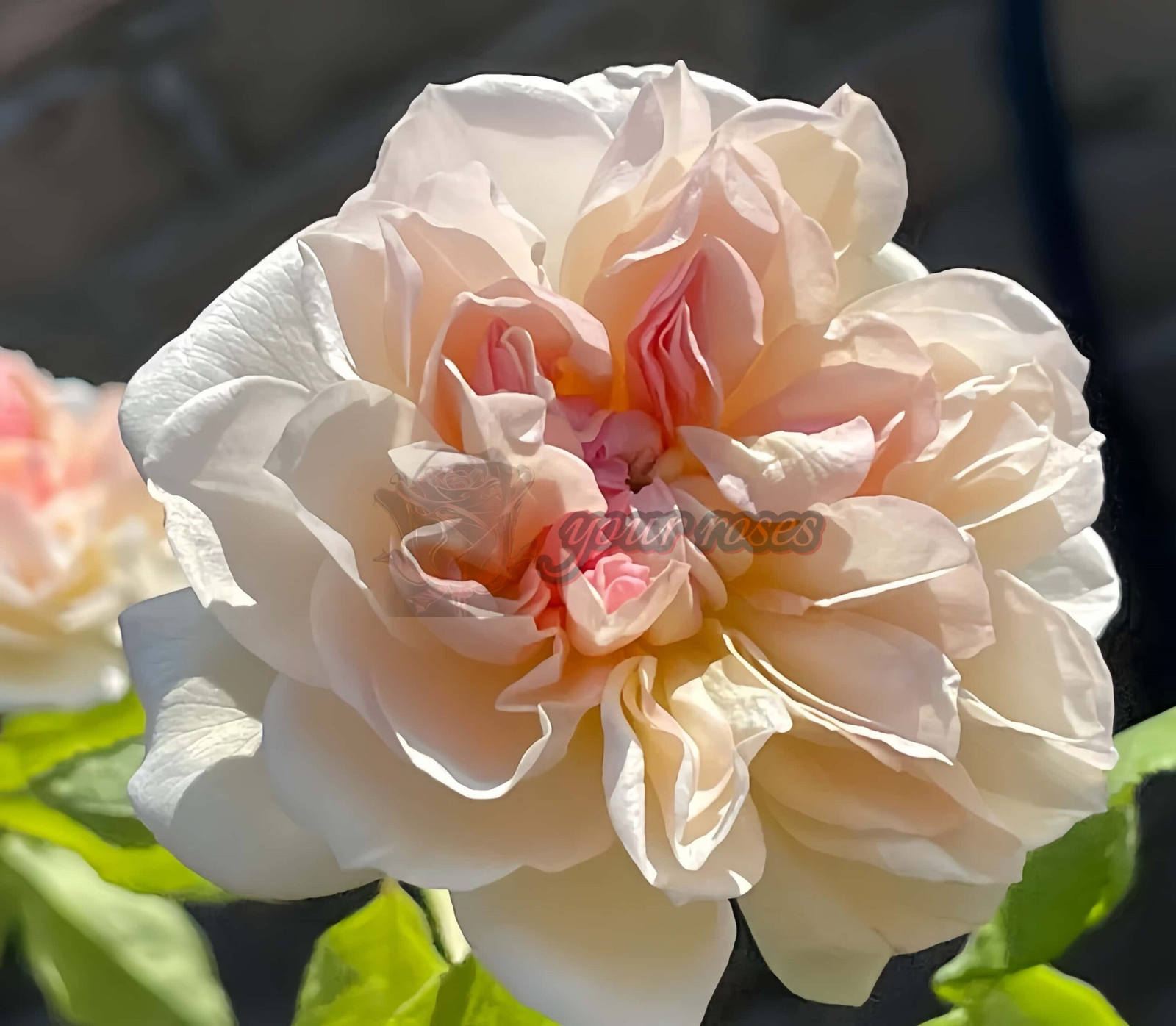 Jaune Desprez Rose plant丨Your roses