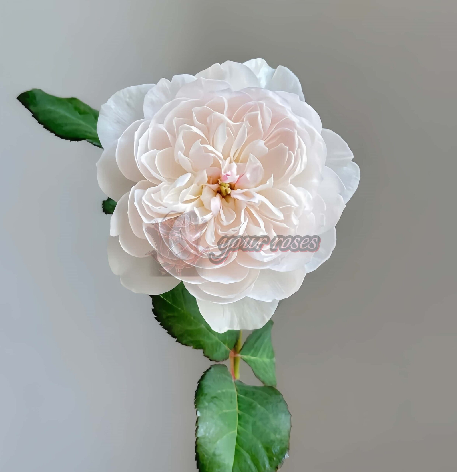 Queen of the Elves Rose丨Your roses