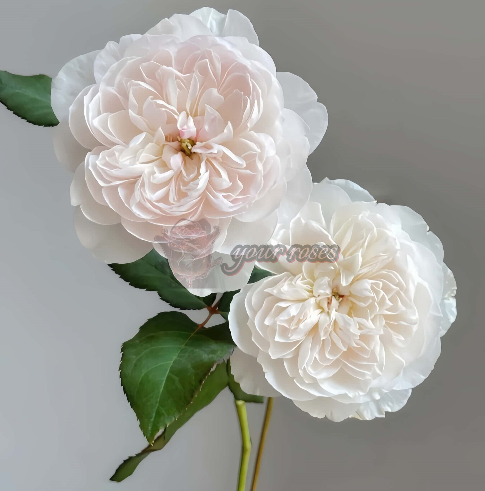Queen of the Elves Rose for sale丨Your roses