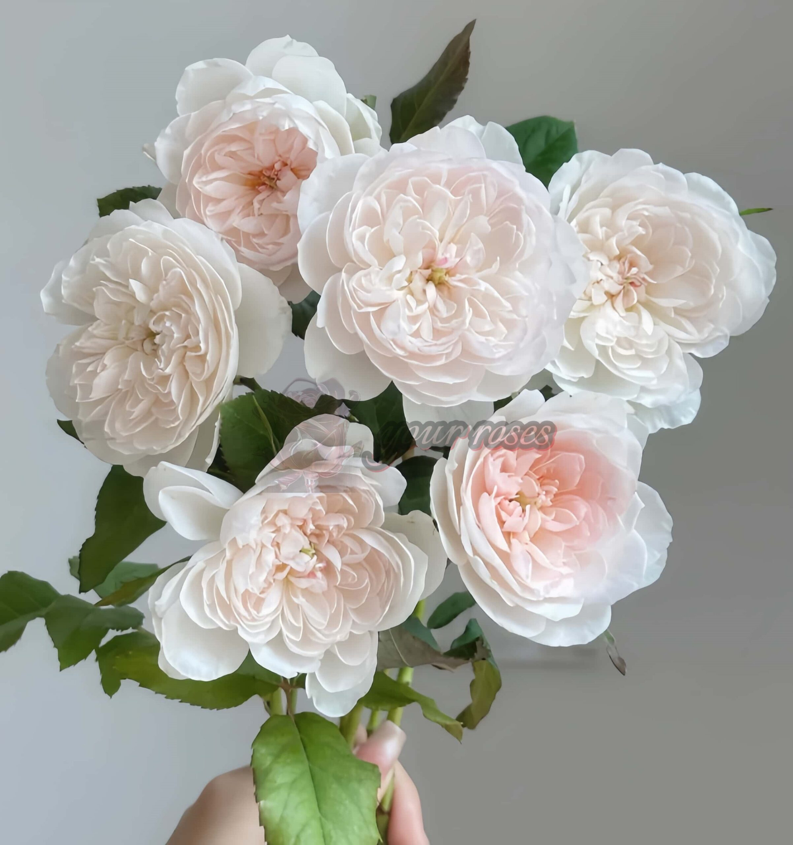 Queen of the Elves Rose丨Your roses