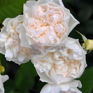 Queen of the Elves Rose plant丨Your roses