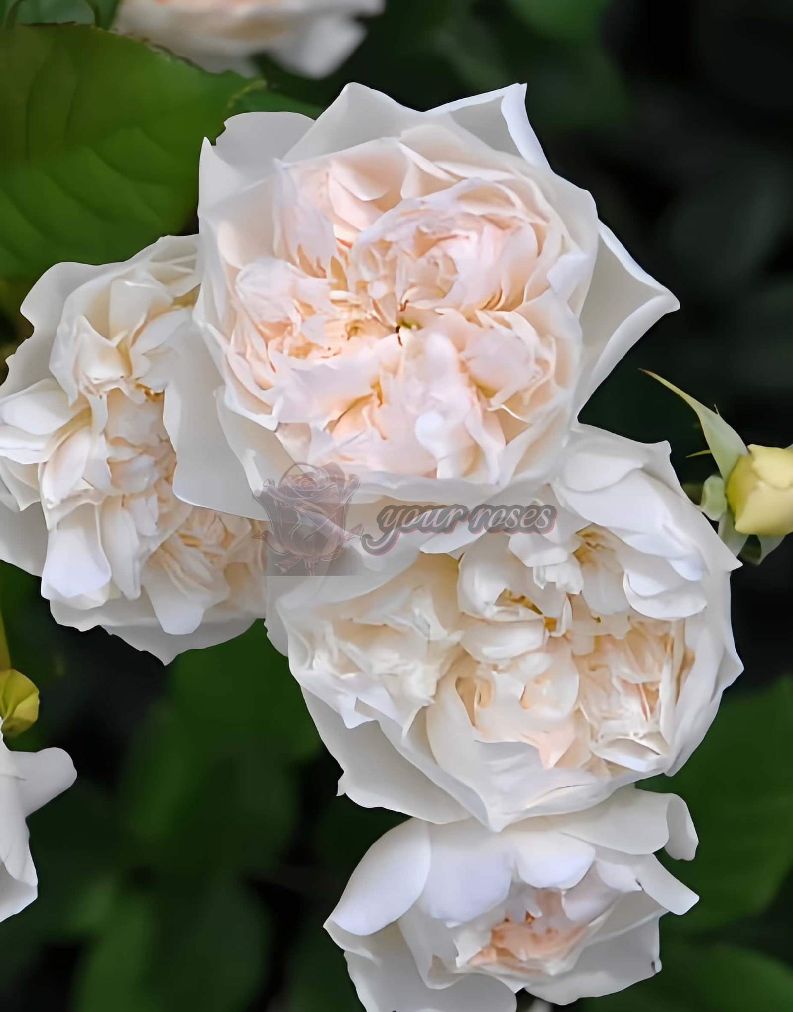 Queen of the Elves Rose plant丨Your roses