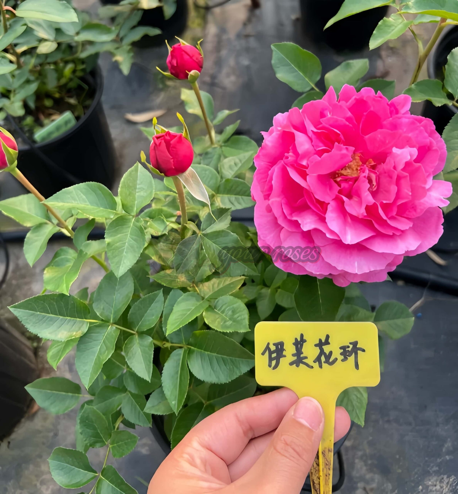 Yves rosette Rose丨Your roses