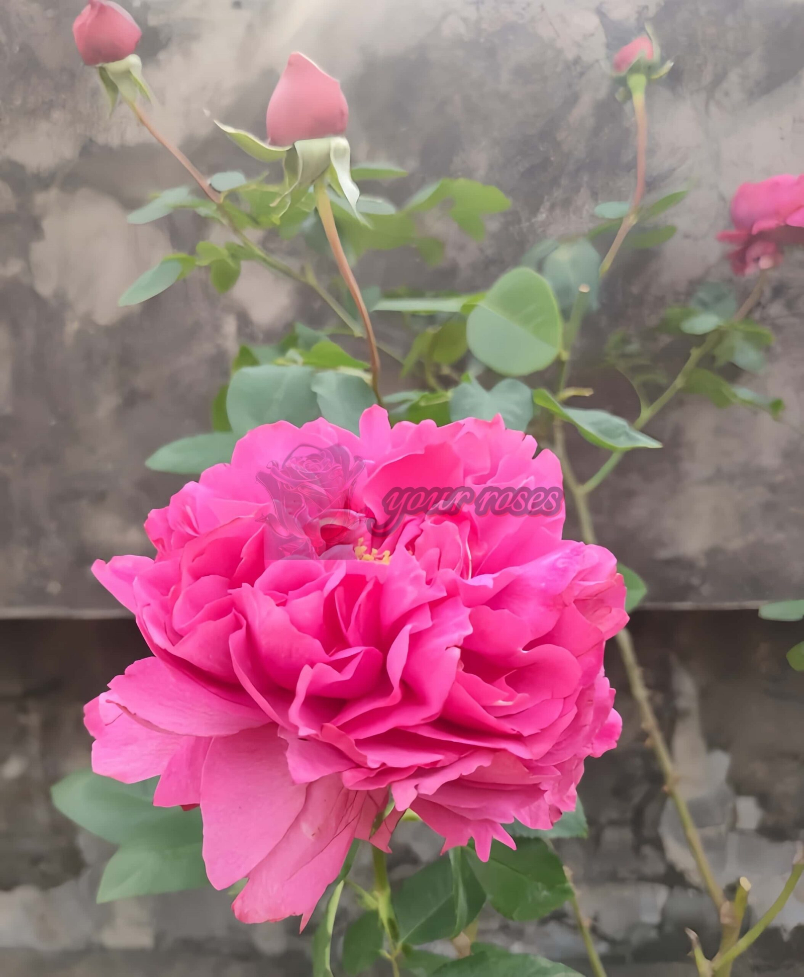 Yves rosette Rose for sale丨Your roses