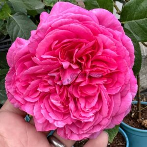 Yves rosette Rose丨Your roses