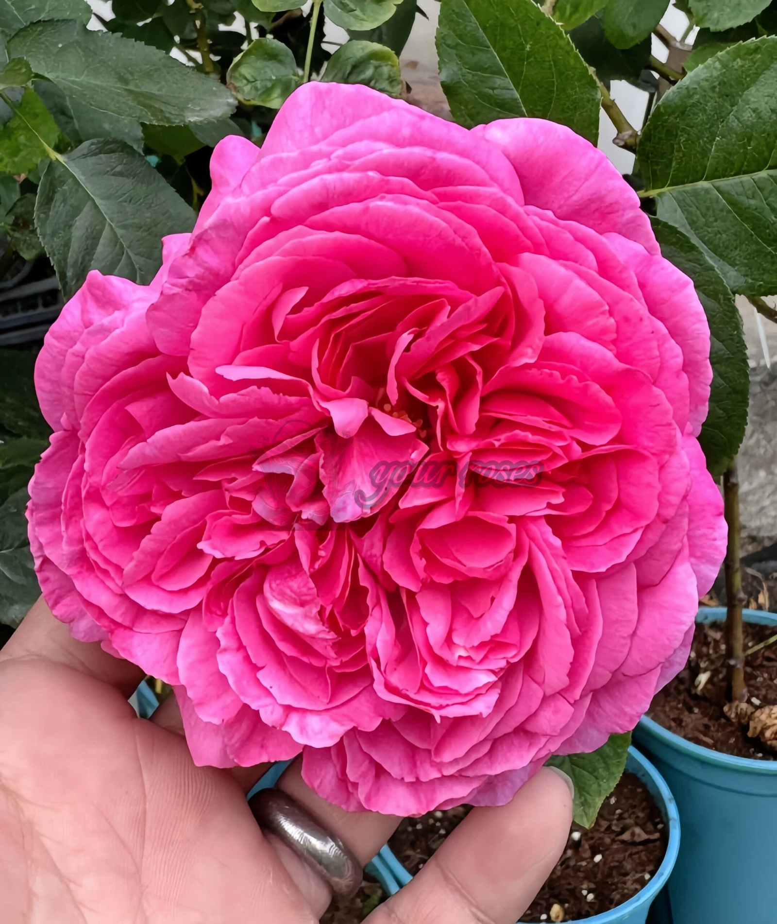 Yves rosette Rose丨Your roses