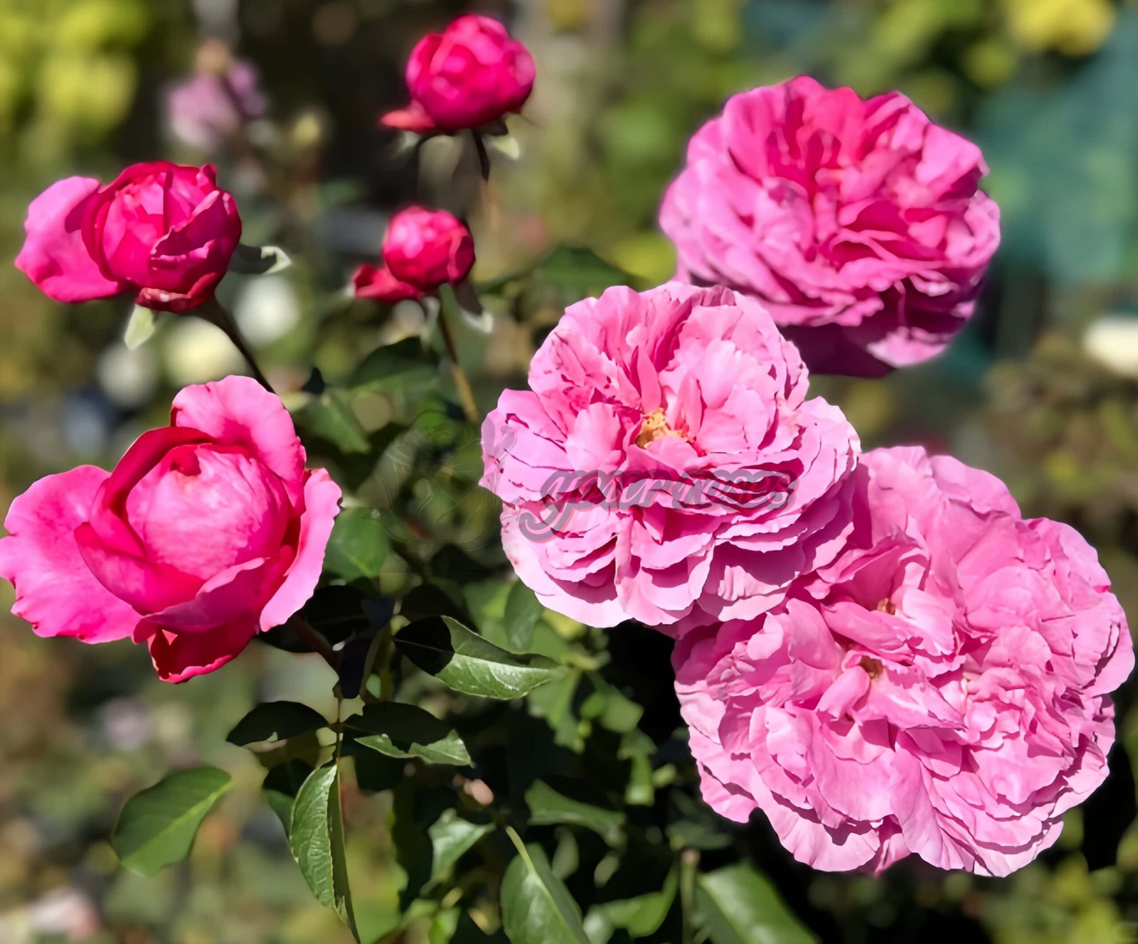Yves rosette Rose plant丨Your roses