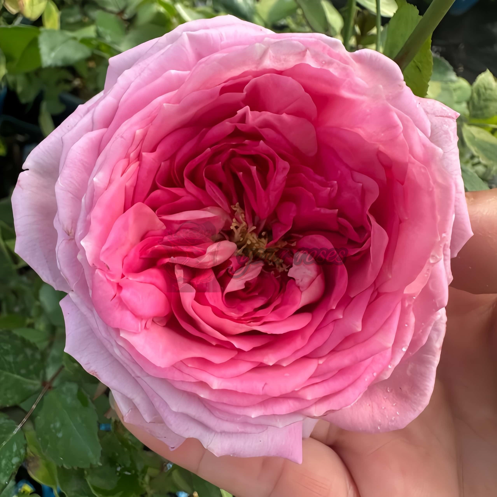 Arome Divin Rose丨Your roses