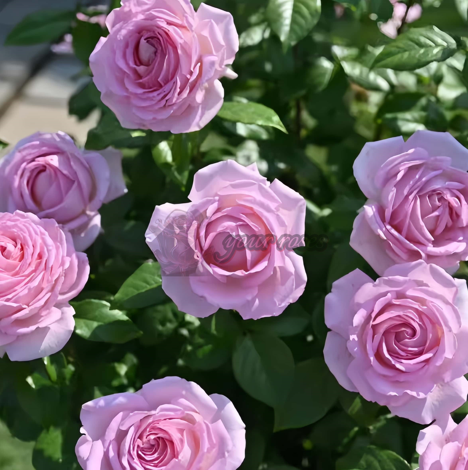 Arome Divin Rose for sale丨Your roses