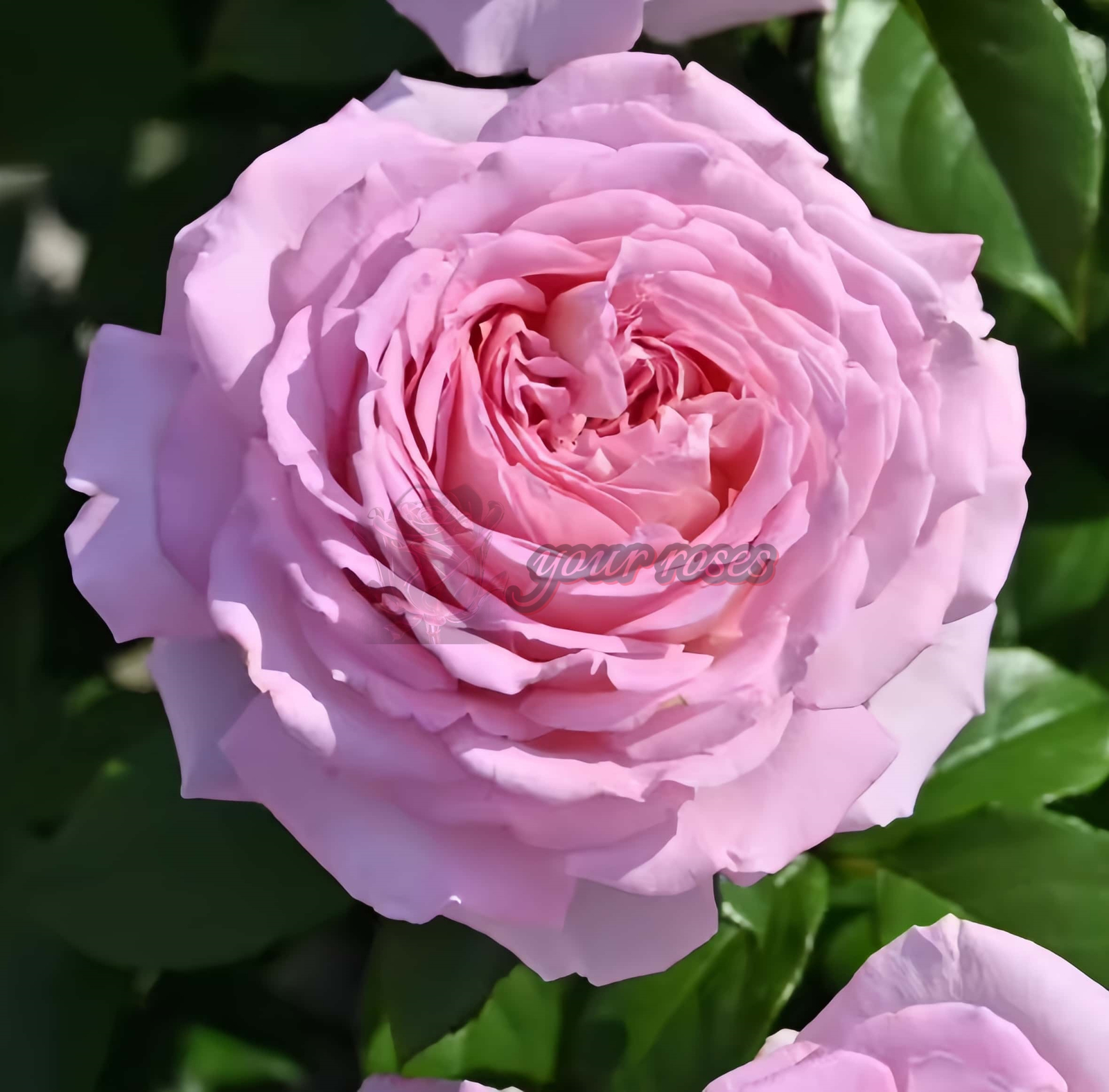 Arome Divin Rose丨Your roses