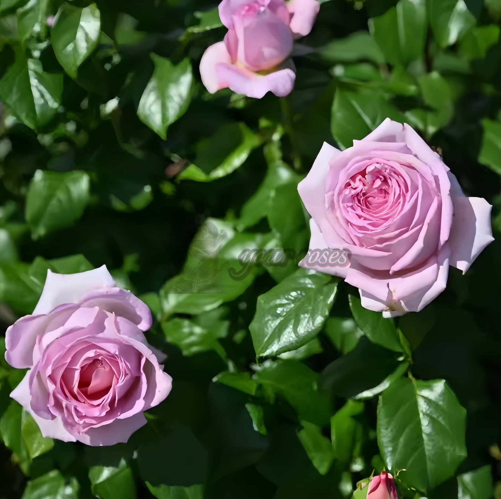 Arome Divin Rose plant丨Your roses