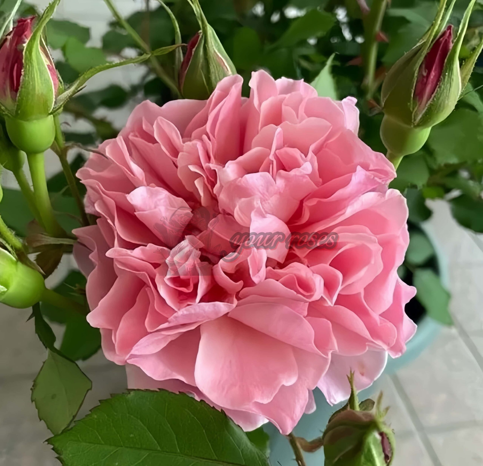 Enfant de CorAll Rose plant丨Your roses