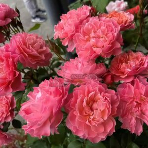 Enfant de CorAll Rose丨Your roses