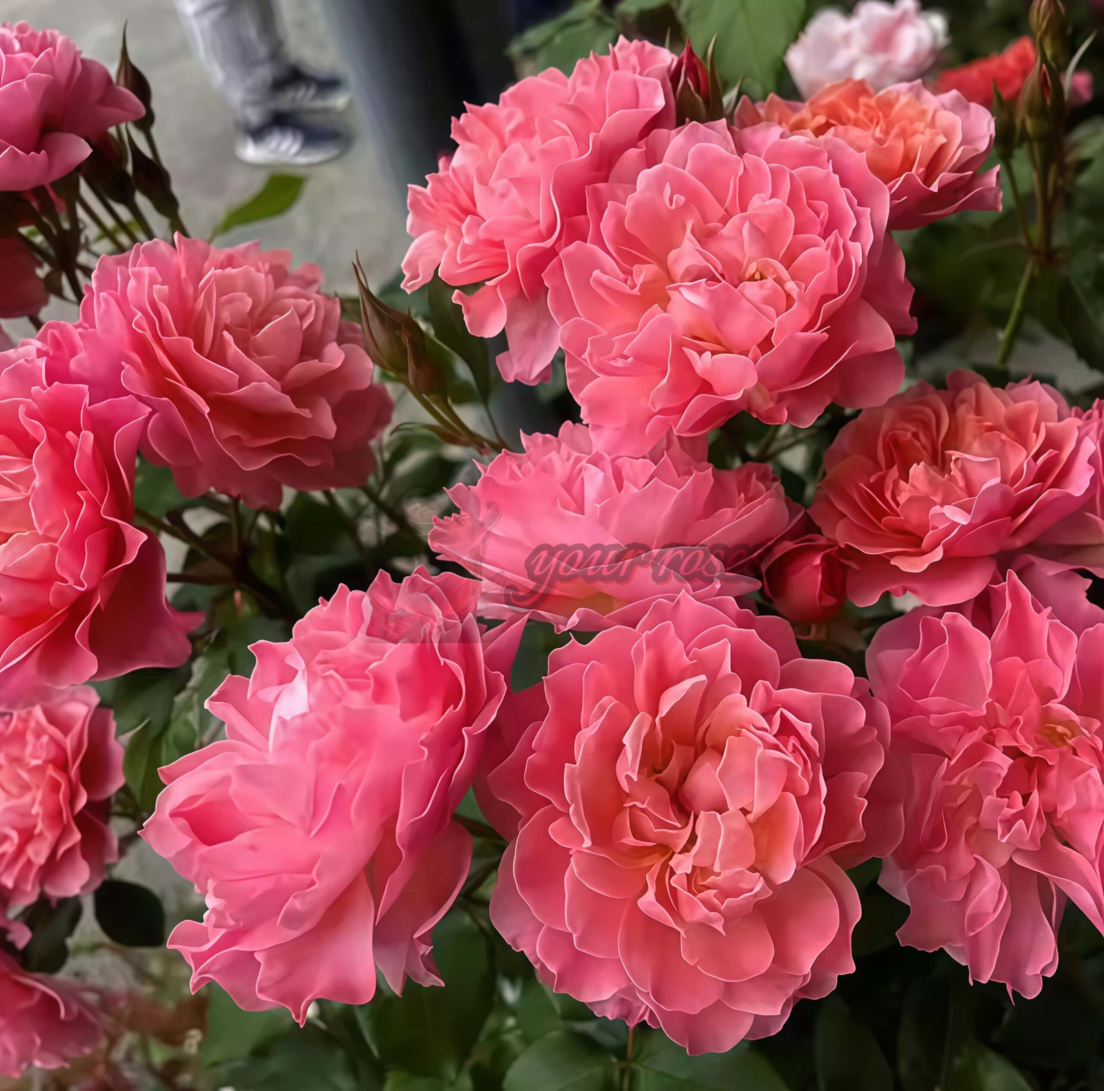Enfant de CorAll Rose丨Your roses