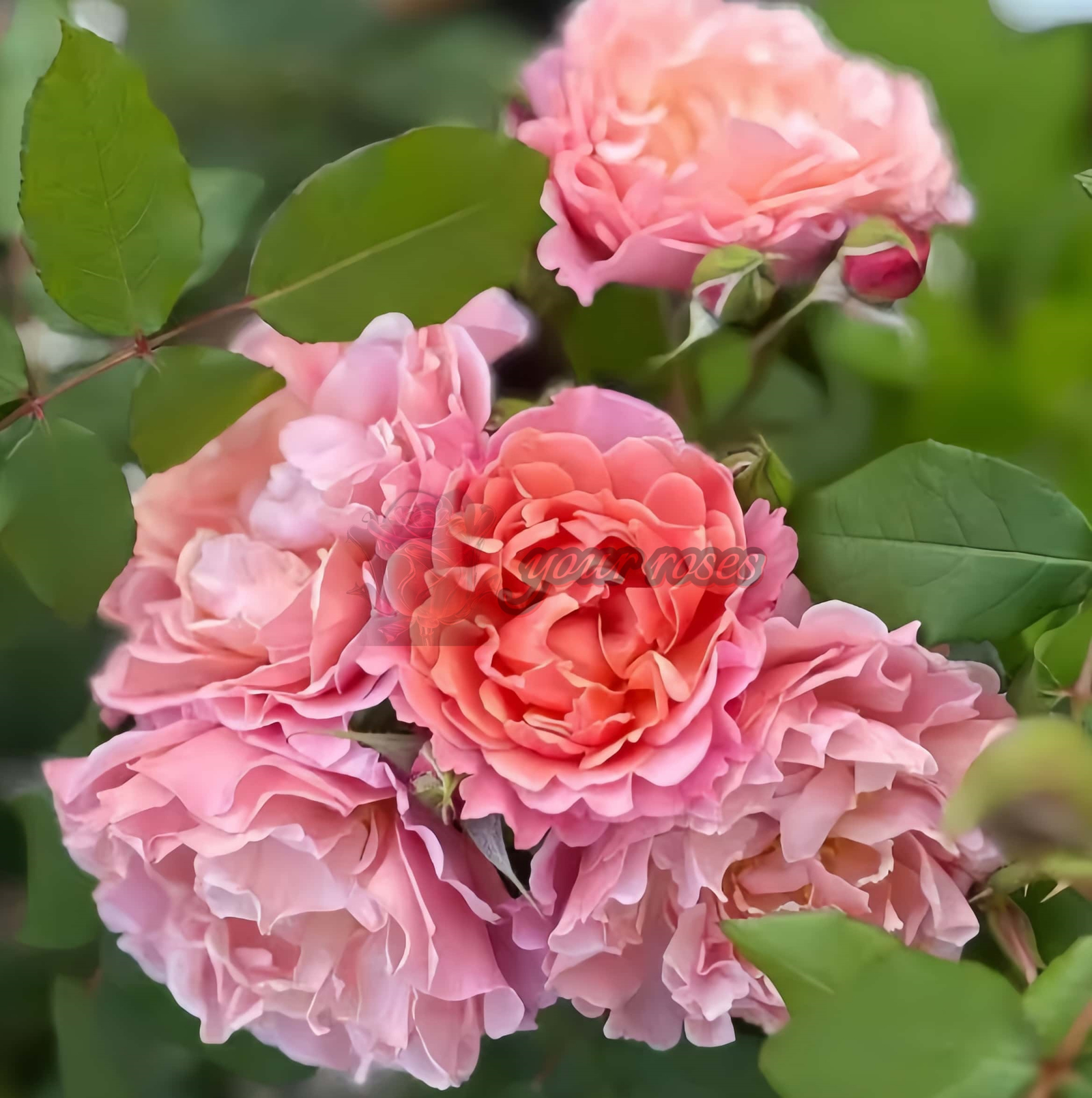 Enfant de CorAll Rose for sale丨Your roses