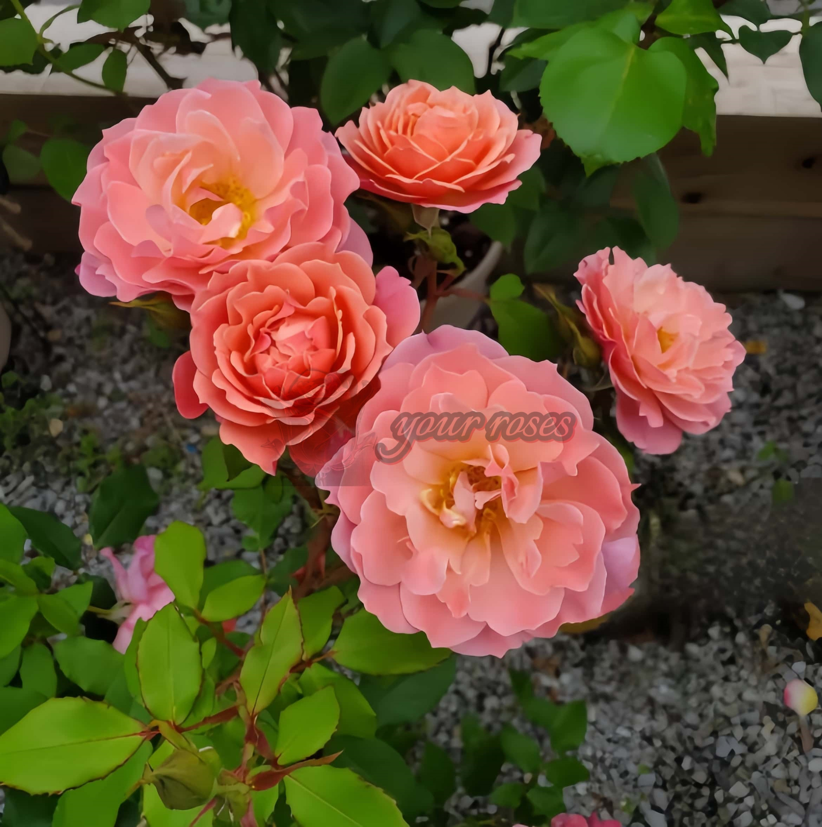 Enfant de CorAll Rose丨Your roses