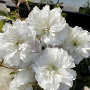 Etoile blanc Rose丨Your roses