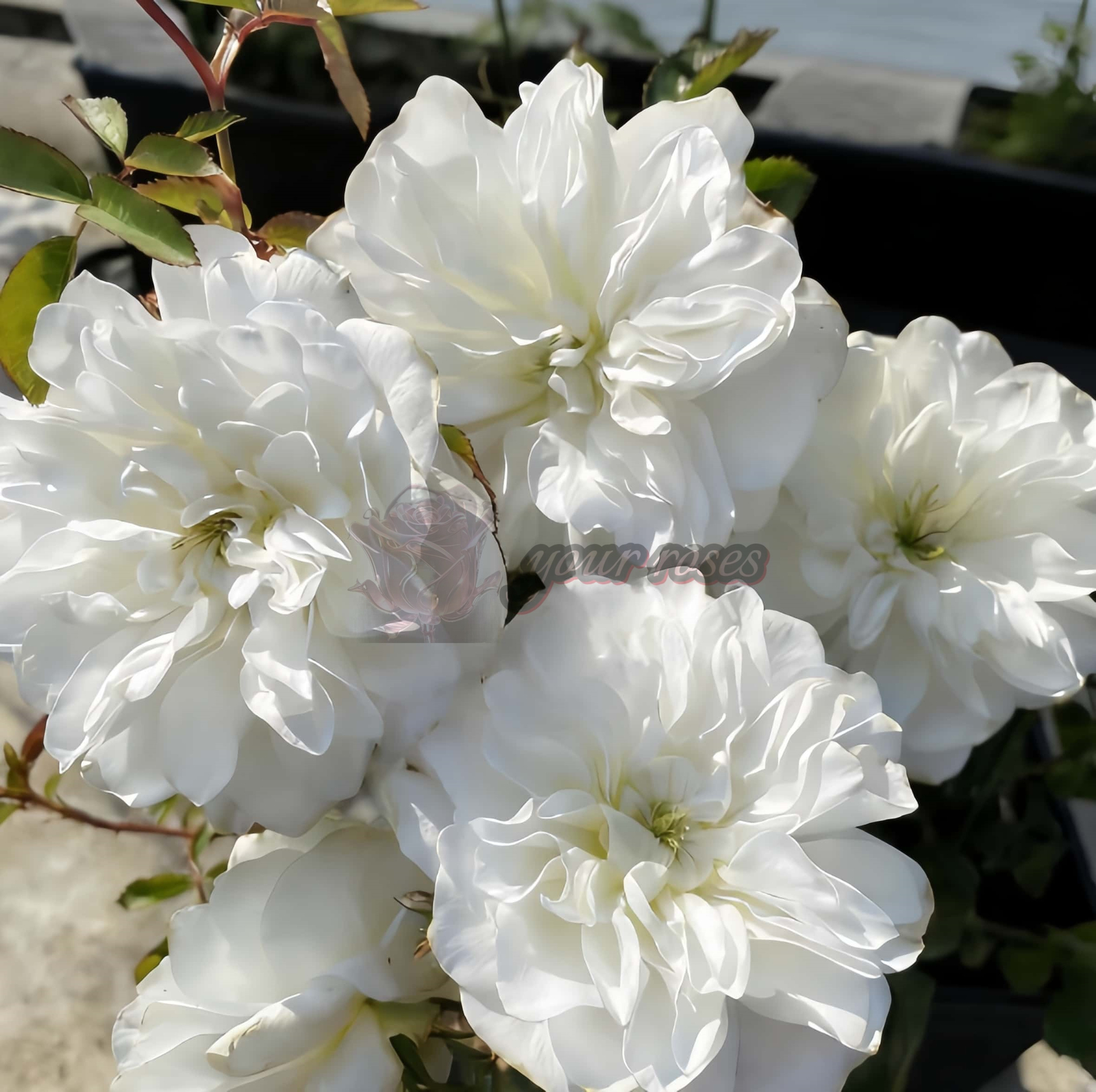 Etoile blanc Rose丨Your roses