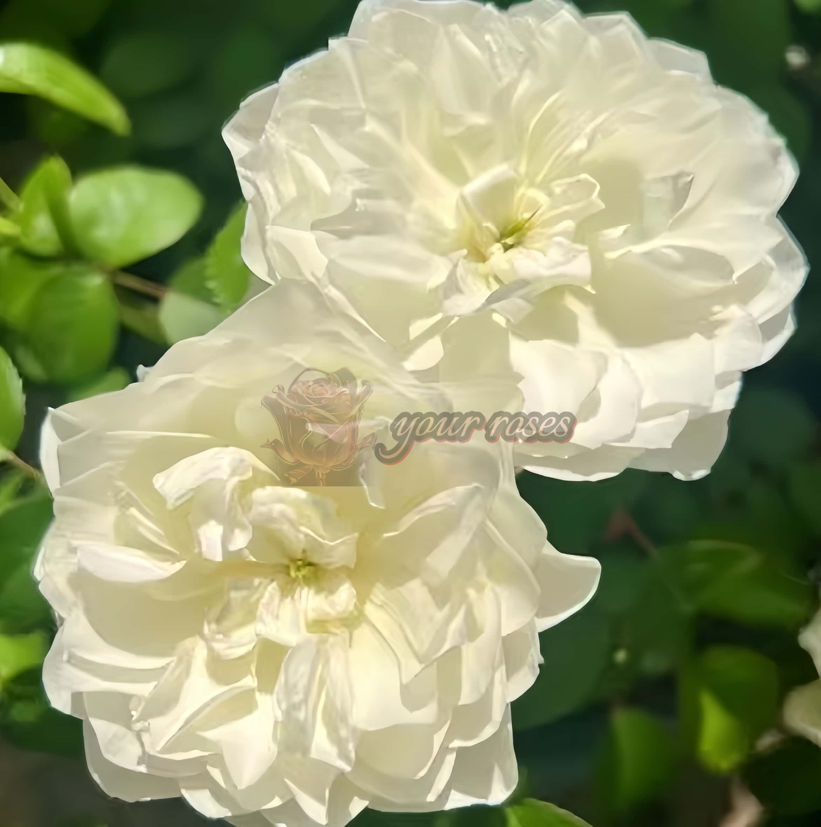 Etoile blanc Rose for sale丨Your roses