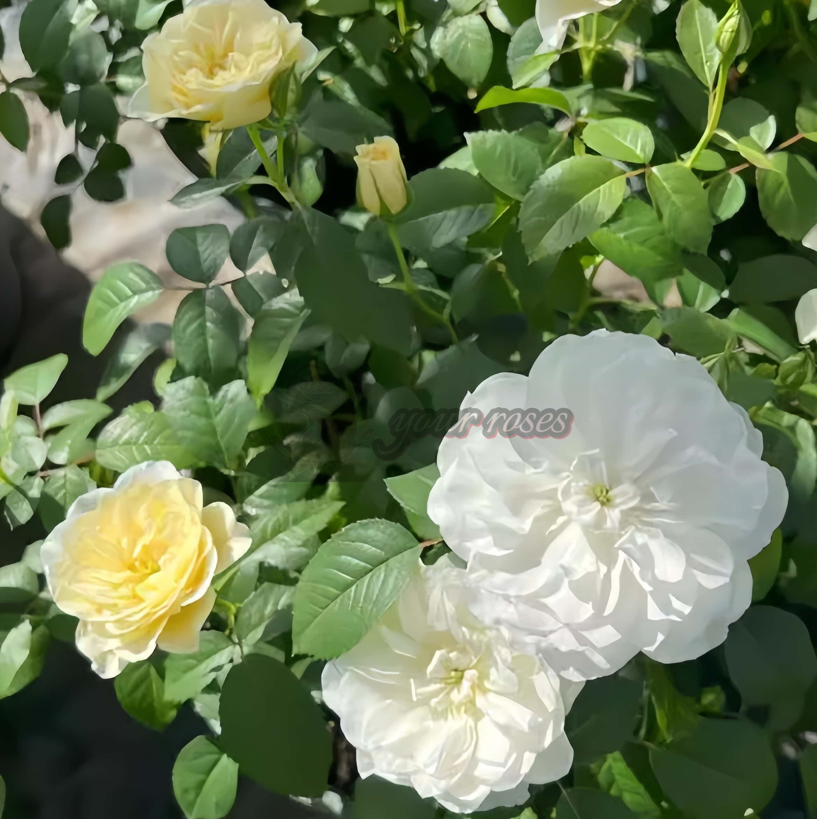 Etoile blanc Rose丨Your roses