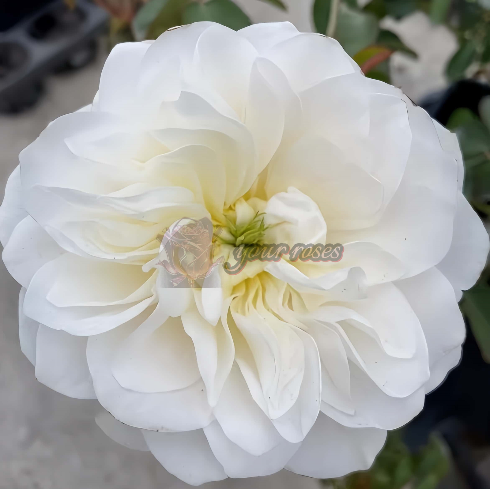 Etoile blanc Rose plant丨Your roses