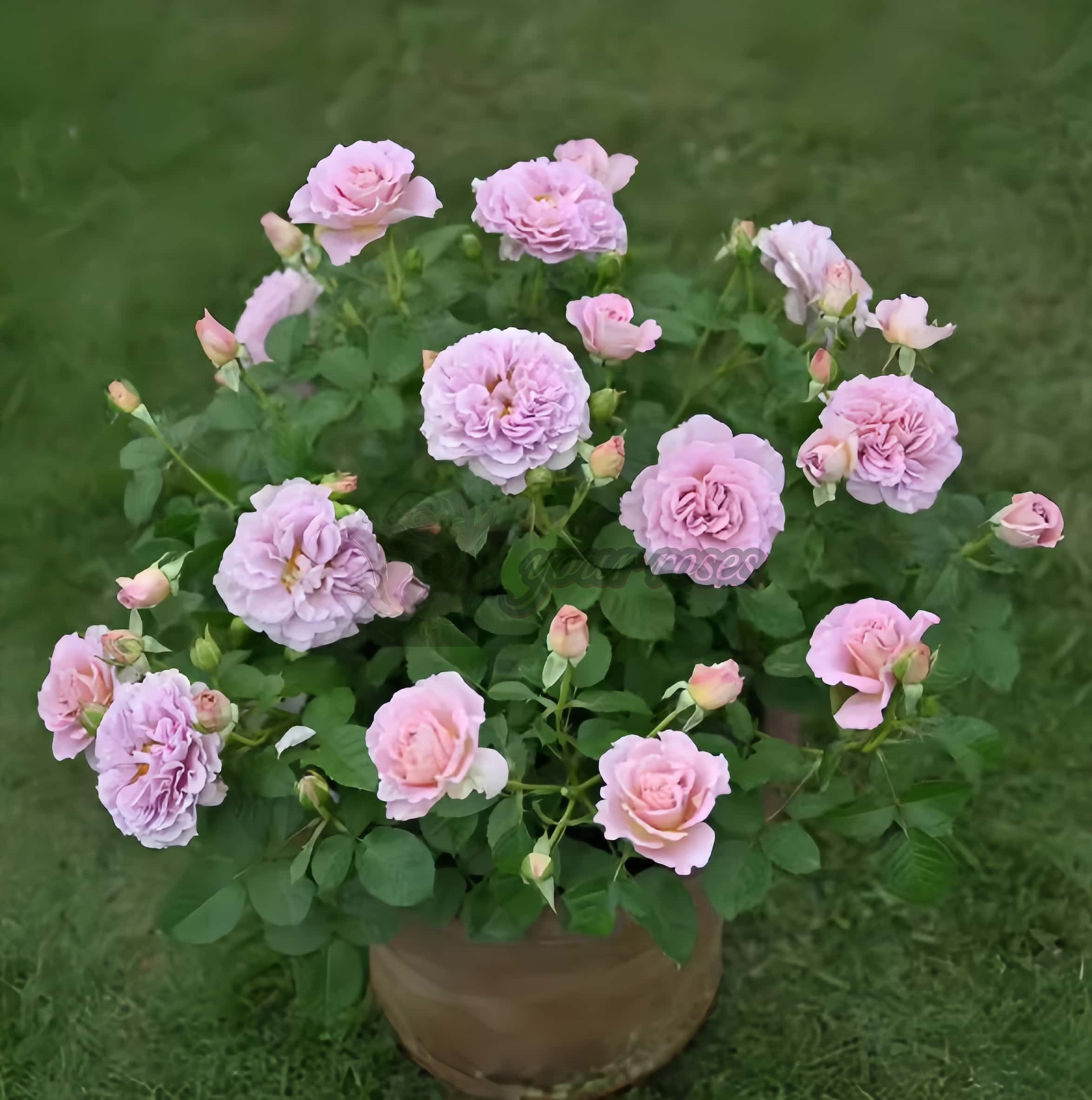 Frize Rose plant丨Your roses