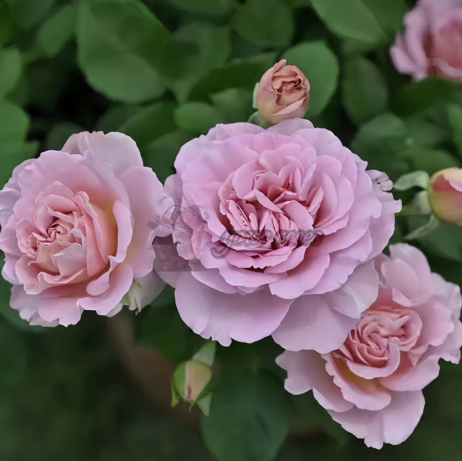 Frize Rose丨Your roses