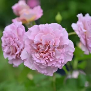 Frize Rose for sale丨Your roses
