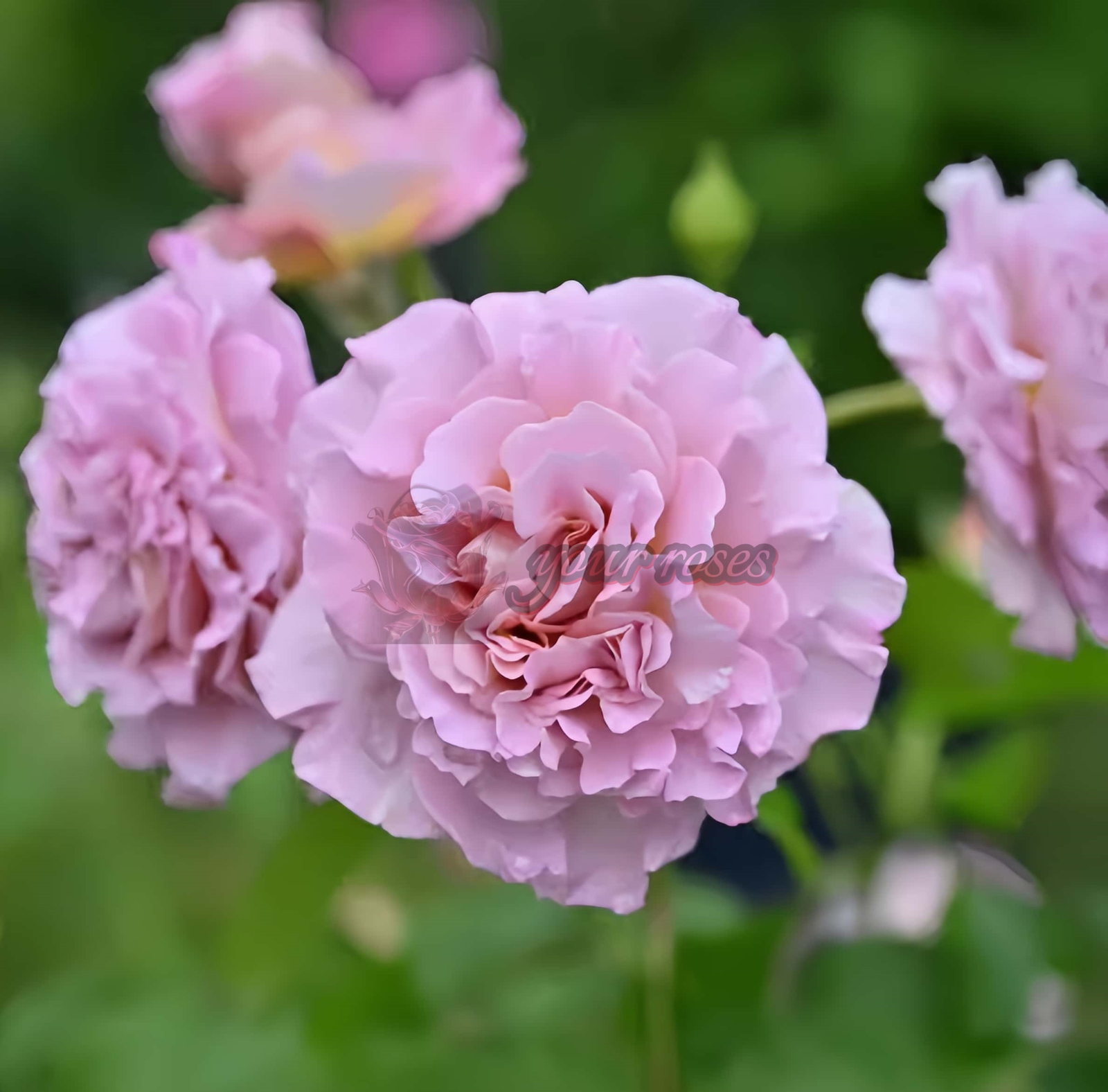 Frize Rose for sale丨Your roses