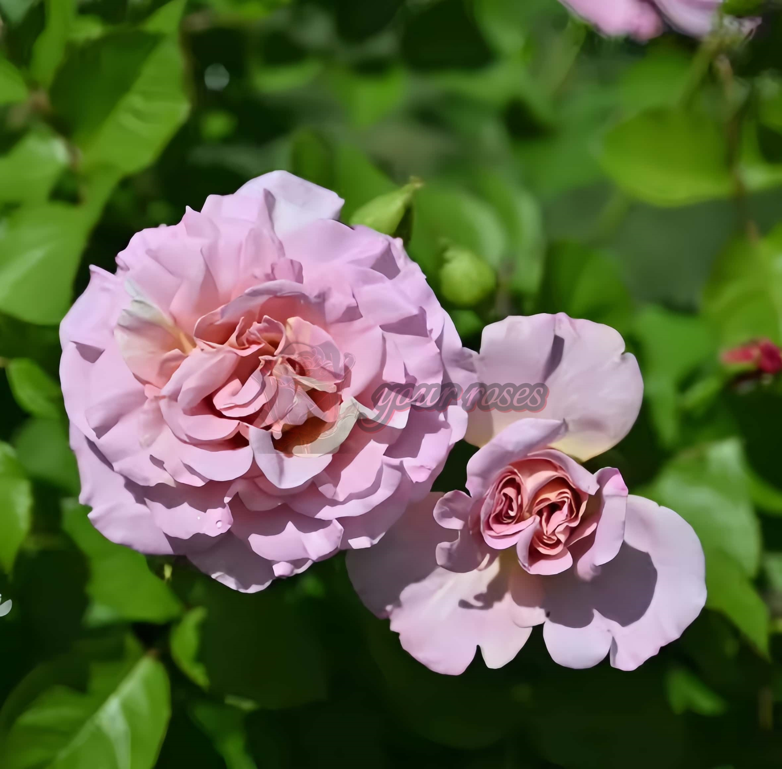 Frize Rose 丨Your roses
