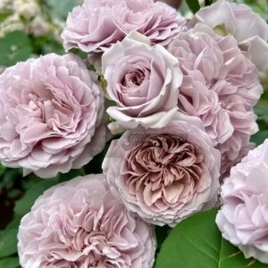 Le soir Rose丨Your roses