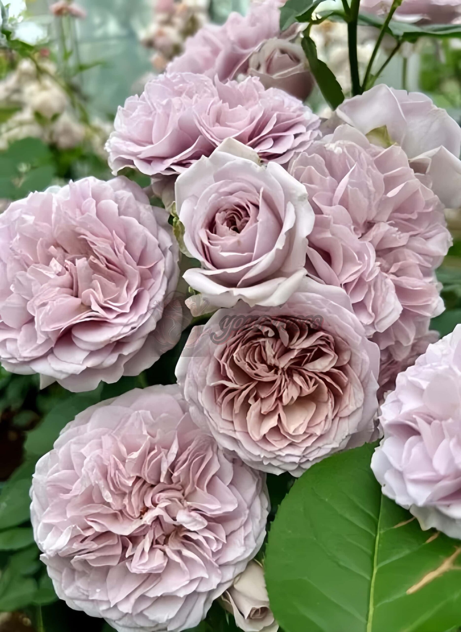 Le soir Rose丨Your roses