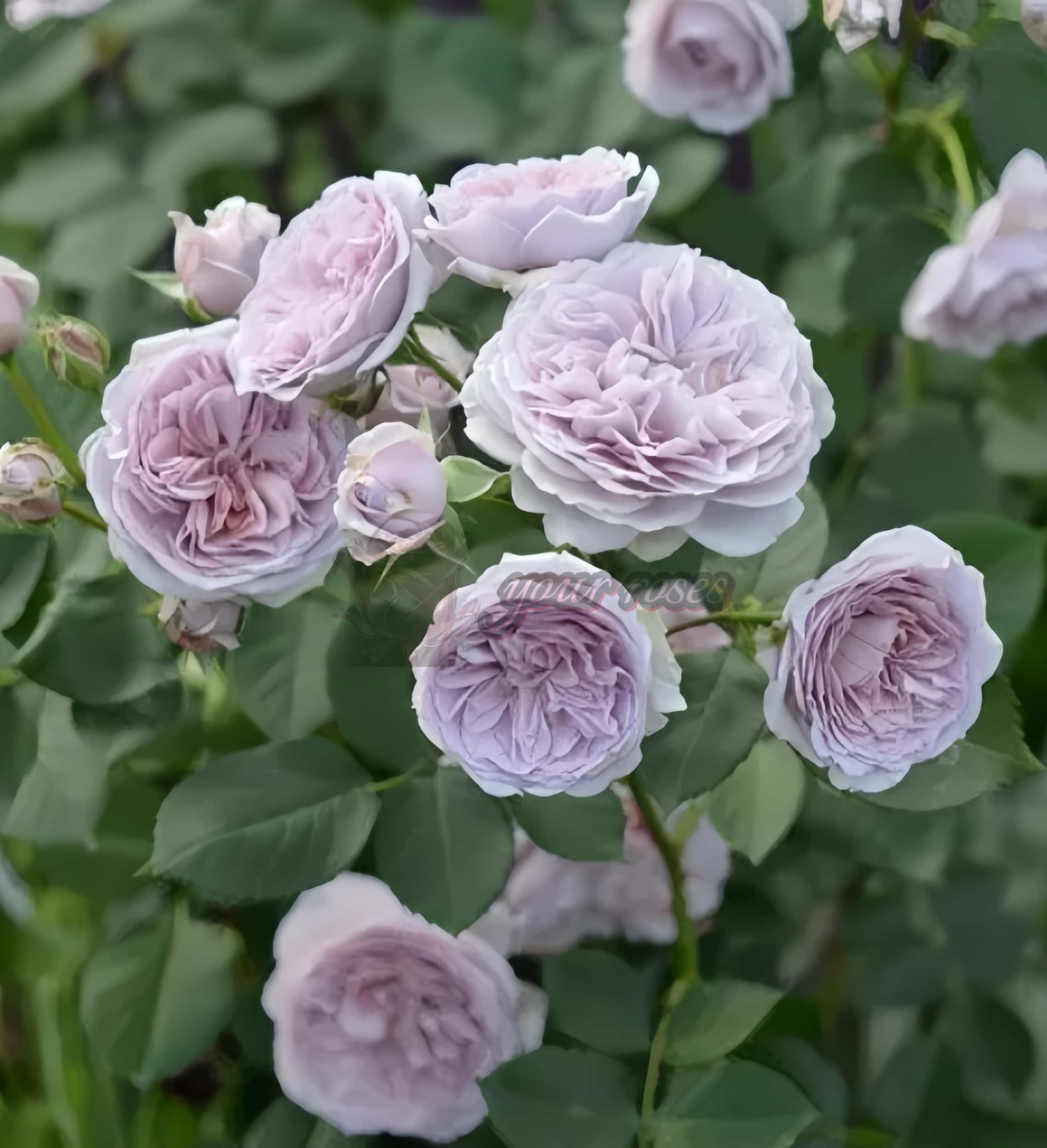 Le soir Rose for sale丨Your roses