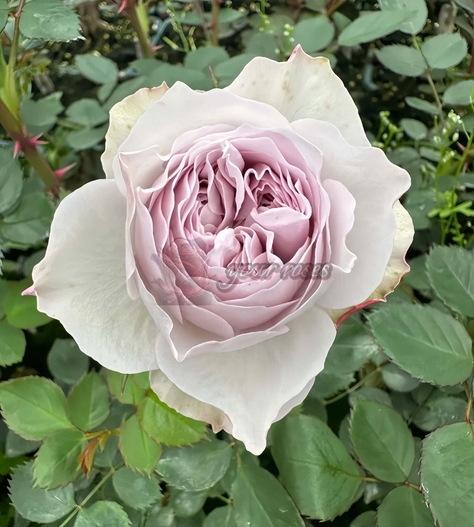 Le soir Rose丨Your roses
