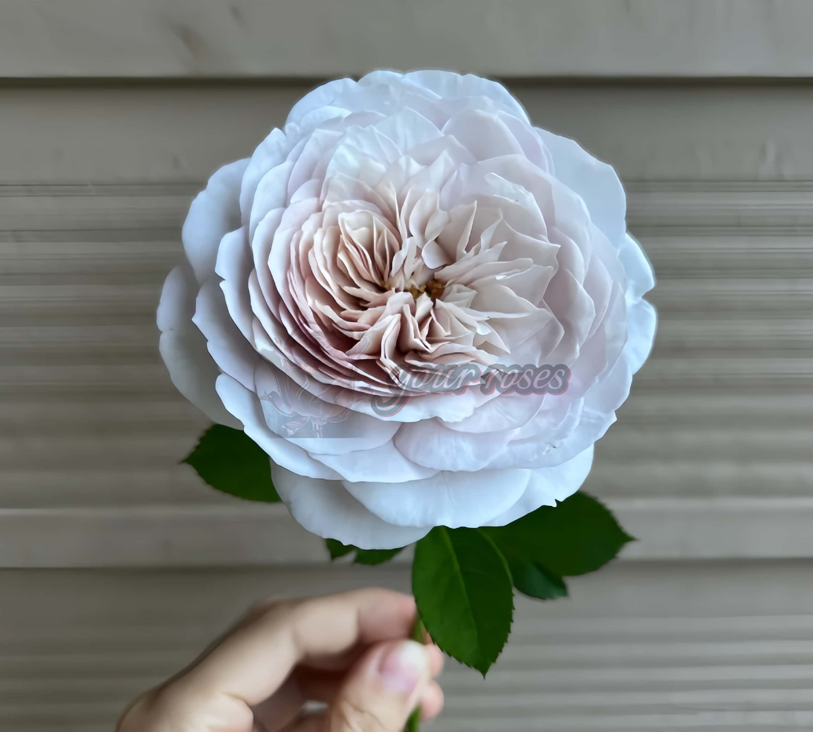 Le soir Rose plant丨Your roses