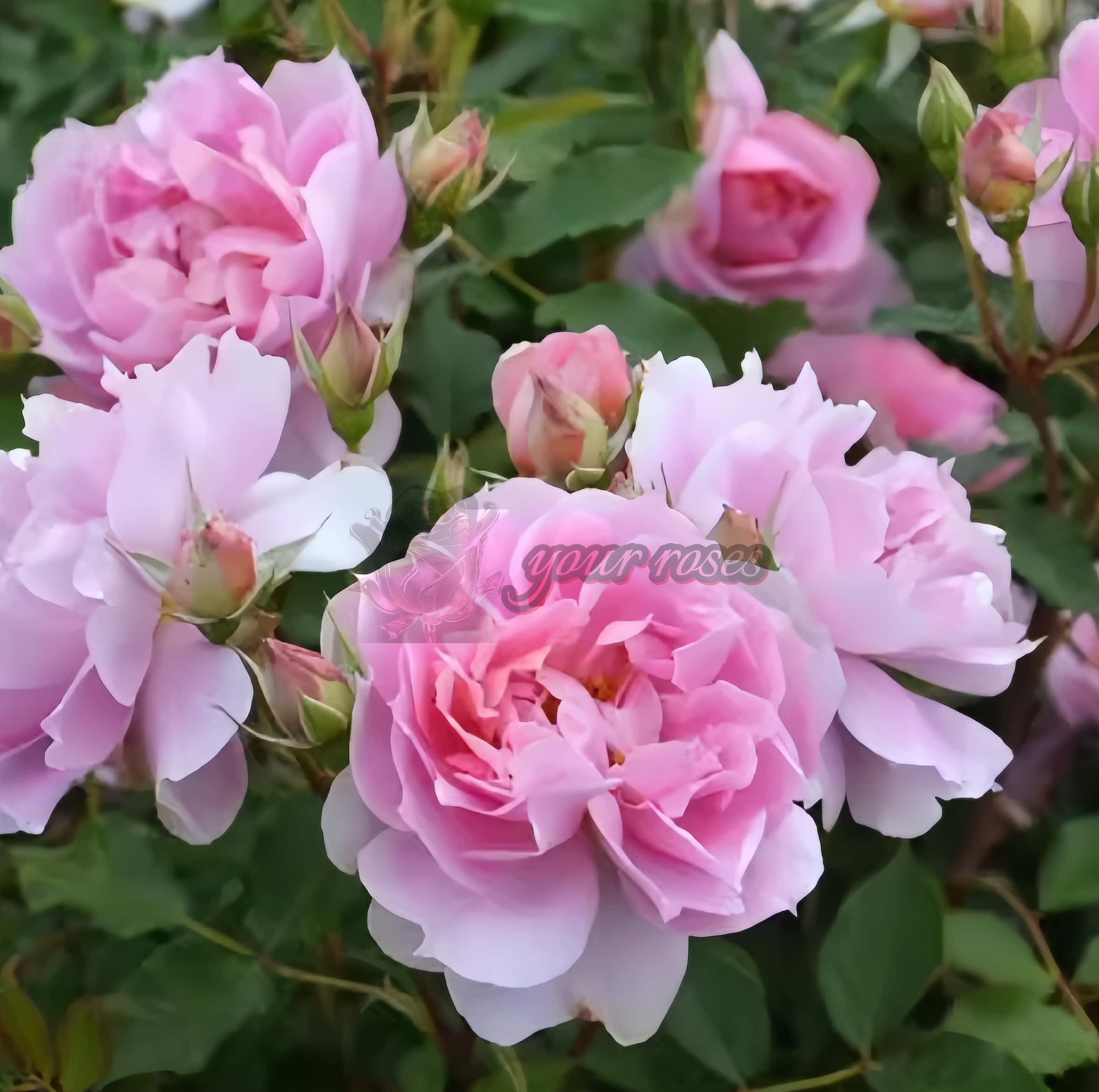 Moonlight Sonata Rose丨Your roses