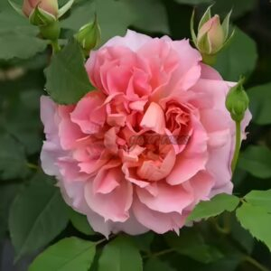 Moonlight Sonata Rose for sale丨Your roses