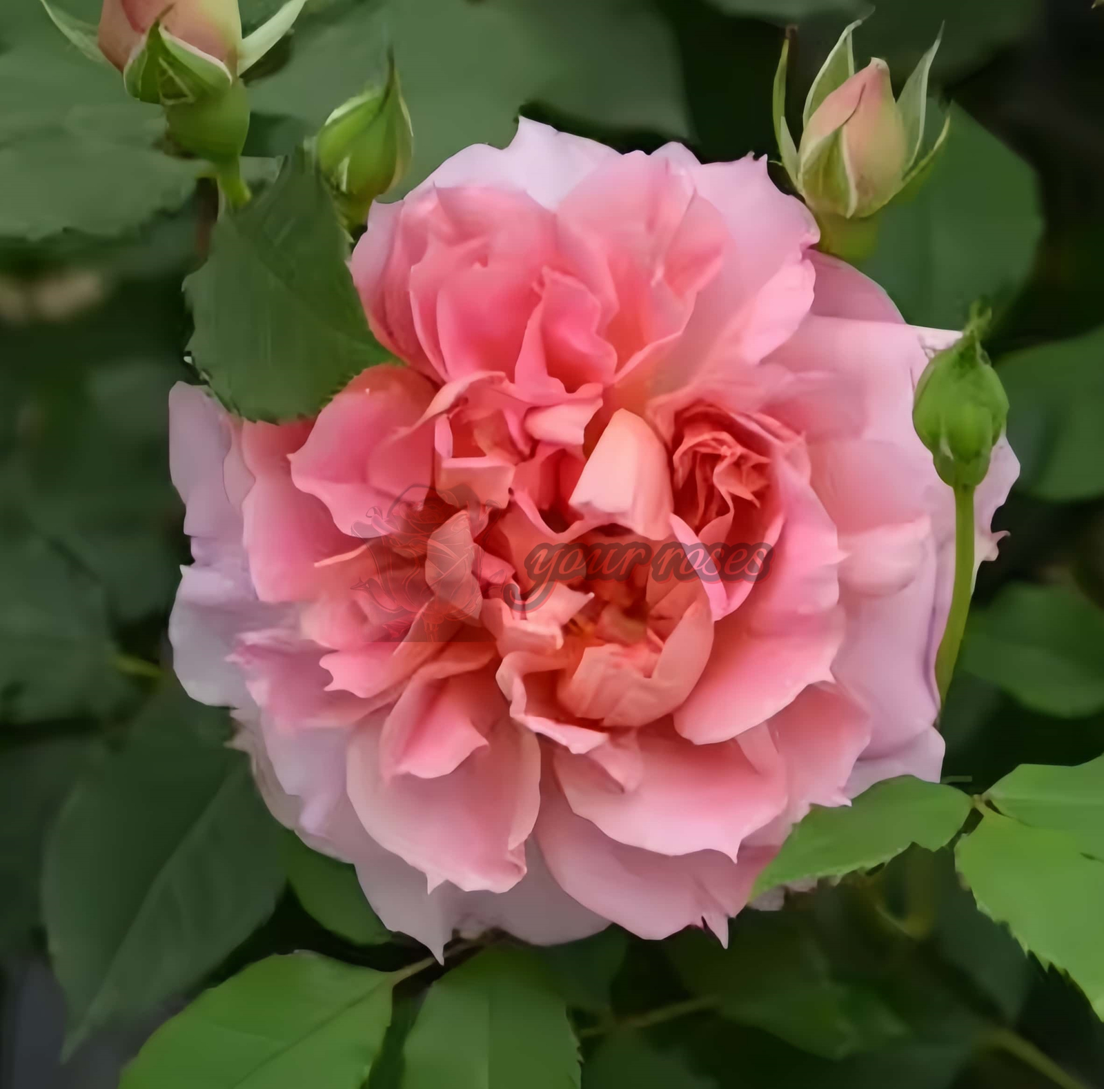 Moonlight Sonata Rose for sale丨Your roses