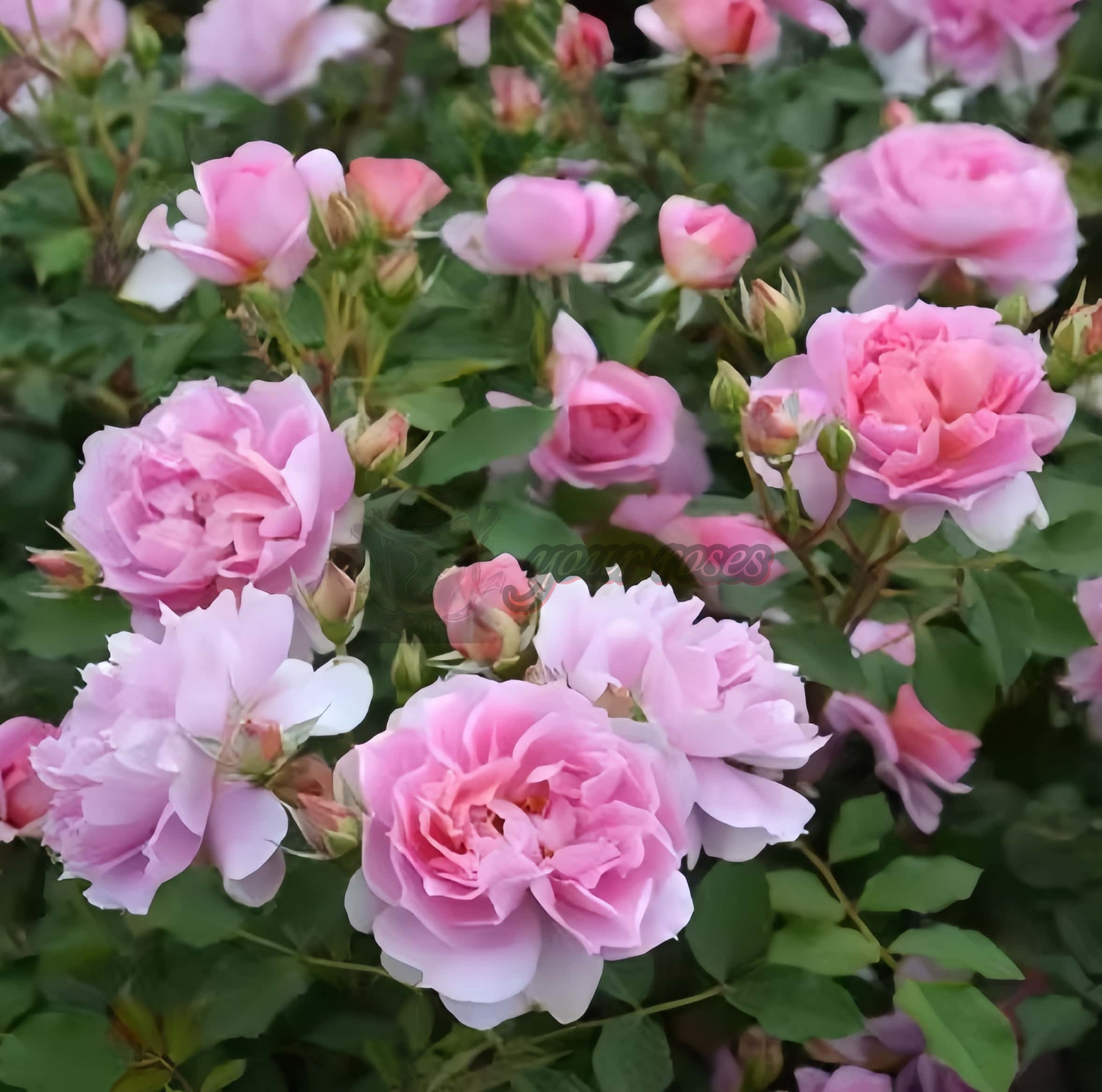 Moonlight Sonata Rose丨Your roses