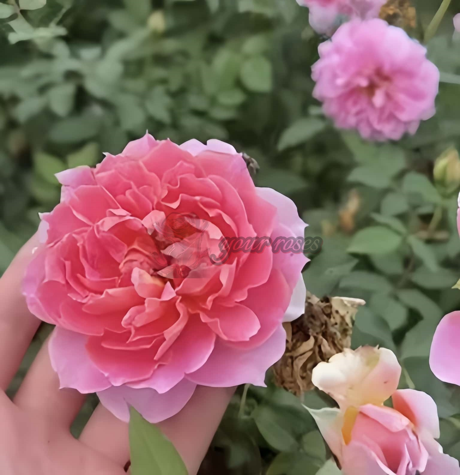 Moonlight Sonata Rose plant丨Your roses