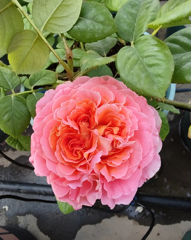 Notre Dame du Rosaire Rose plant丨Your roses