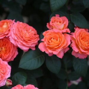 Notre Dame du Rosaire Rose丨Your roses