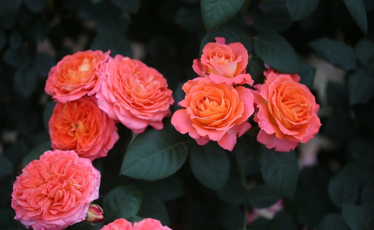 Notre Dame du Rosaire Rose丨Your roses